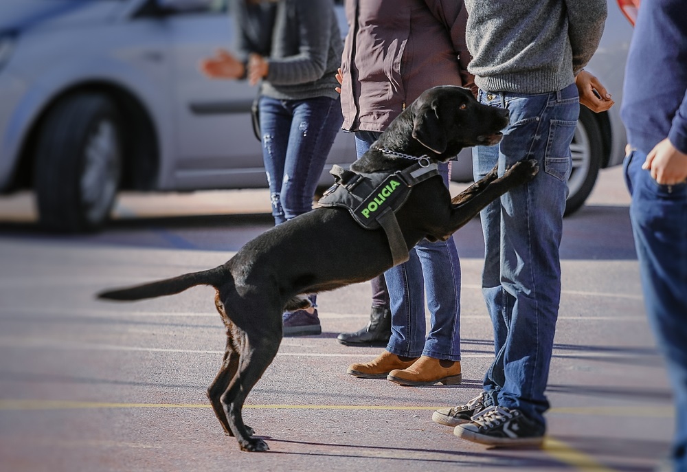 policajny pes ovoniava ludi a hlada drogy